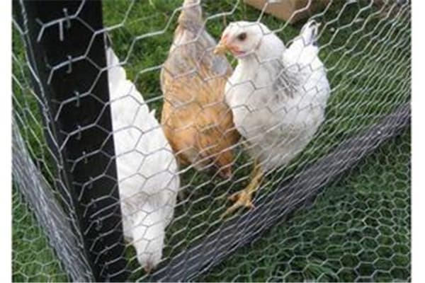 hexagonal wire mesh chicken wire mesh
